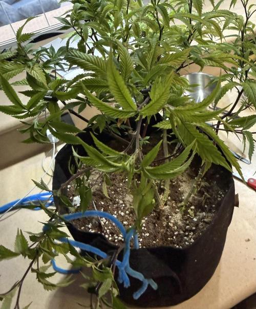 Slurricane Photo Grow. Week 10