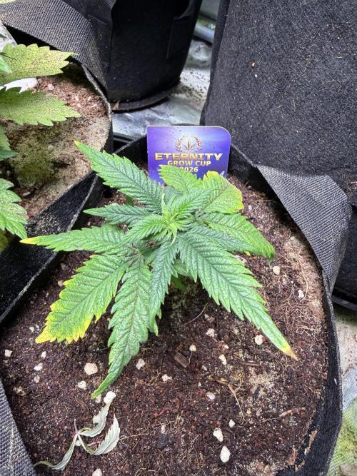 Eternity Grow Cup 2026 - Sticky Broccoli. Week 6