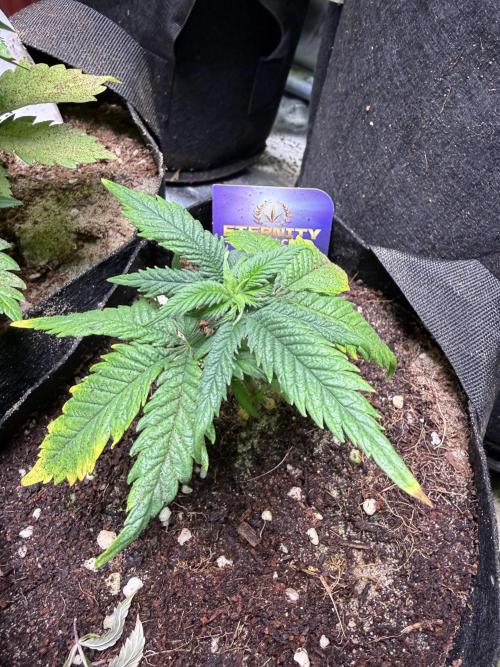 Eternity Grow Cup 2026 - Sticky Broccoli. Week 6
