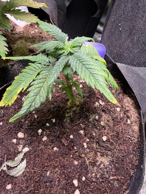 Eternity Grow Cup 2026 - Sticky Broccoli. Week 6