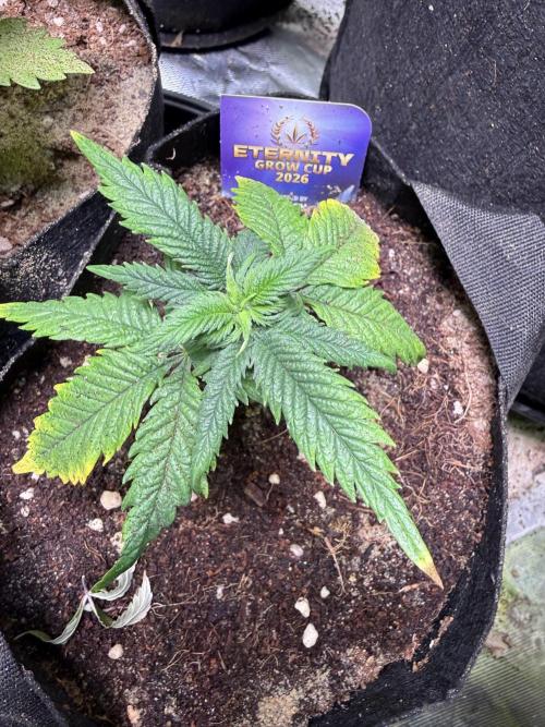 Eternity Grow Cup 2026 - Sticky Broccoli. Week 6