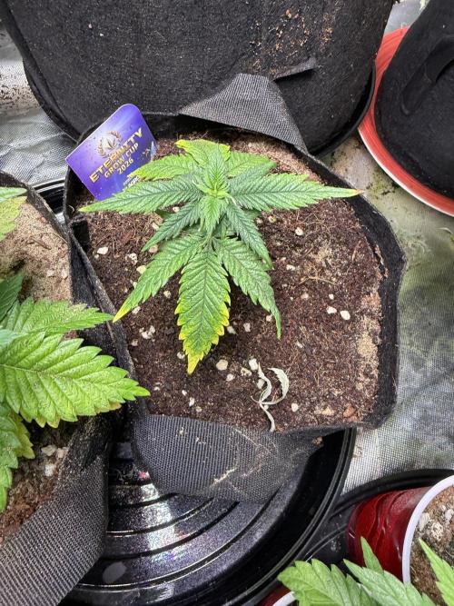Eternity Grow Cup 2026 - Sticky Broccoli. Week 6