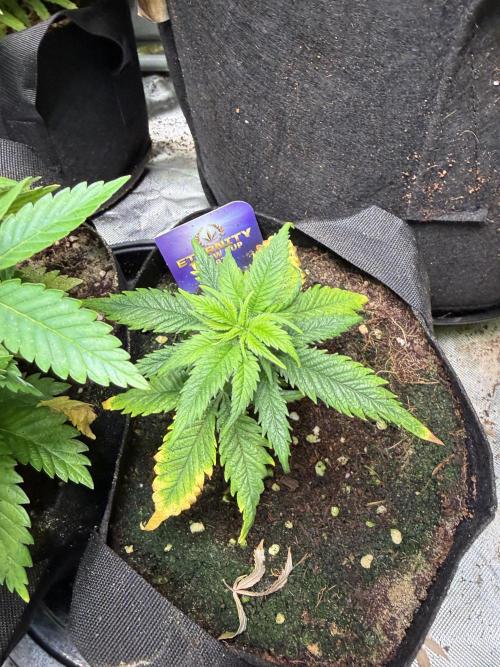 Eternity Grow Cup 2026 - Sticky Broccoli. Week 7