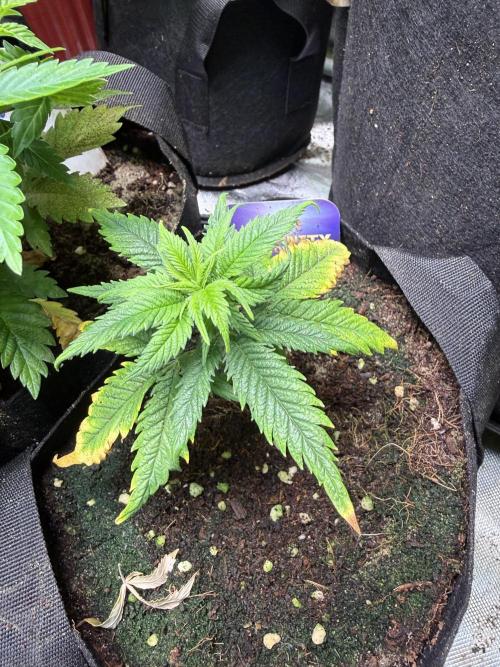 Eternity Grow Cup 2026 - Sticky Broccoli. Week 7