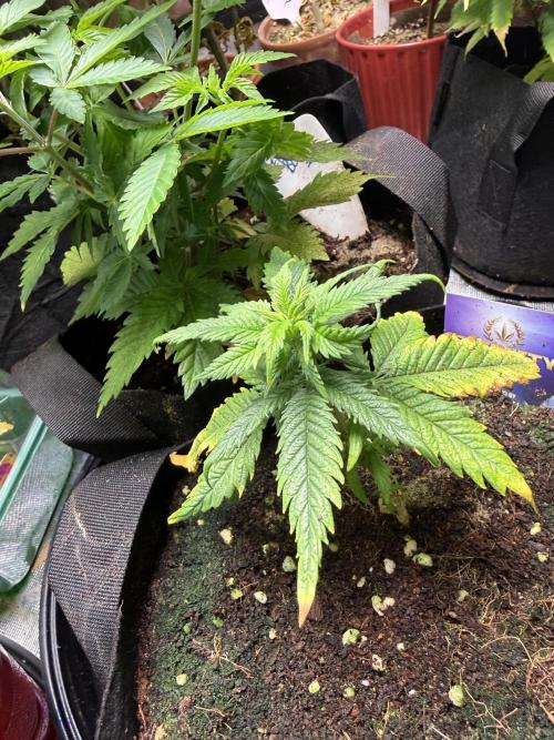 Eternity Grow Cup 2026 - Sticky Broccoli. Week 7