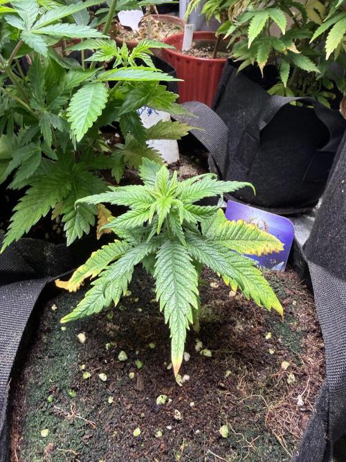 Eternity Grow Cup 2026 - Sticky Broccoli. Week 7