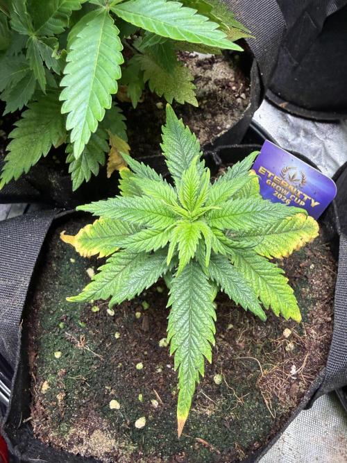 Eternity Grow Cup 2026 - Sticky Broccoli. Week 7