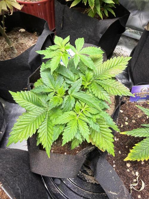 IZI Seeds Permanent Bluez Grow. Week 6