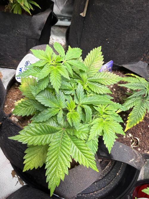 IZI Seeds Permanent Bluez Grow. Week 6