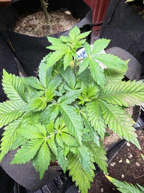 IZI Seeds Permanent Bluez Grow. Week 6