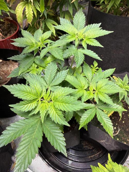 IZI Seeds Permanent Bluez Grow. Week 6