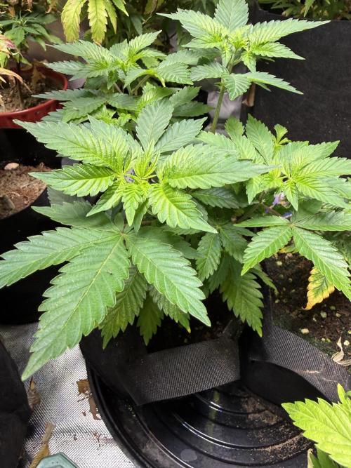 IZI Seeds Permanent Bluez Grow. Week 6
