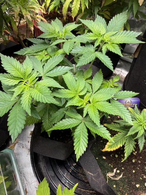 IZI Seeds Permanent Bluez Grow. Week 6