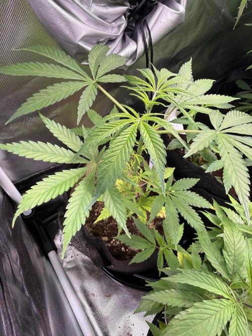 IZI Seeds Brain Swirl Fem Photo. Week 6