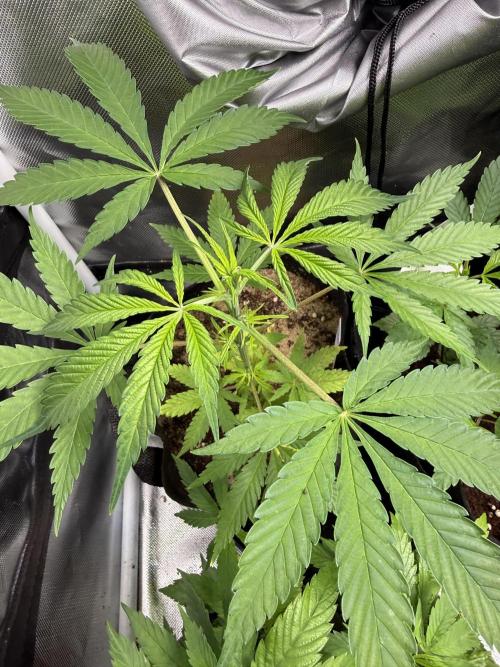 IZI Seeds Brain Swirl Fem Photo. Week 6