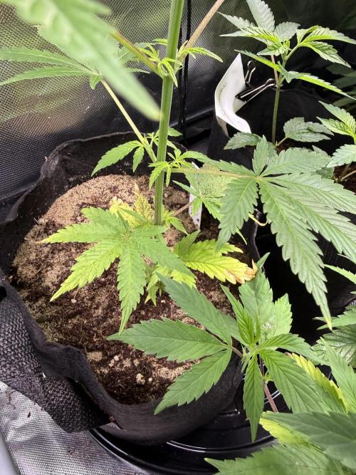 IZI Seeds Brain Swirl Fem Photo. Week 6