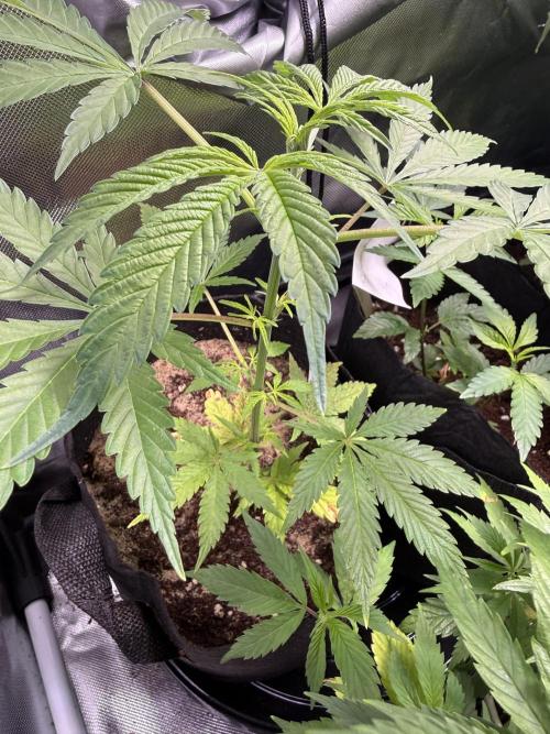 IZI Seeds Brain Swirl Fem Photo. Week 6