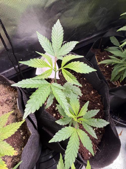 Slurricane no 7 Grow #2. Week 2