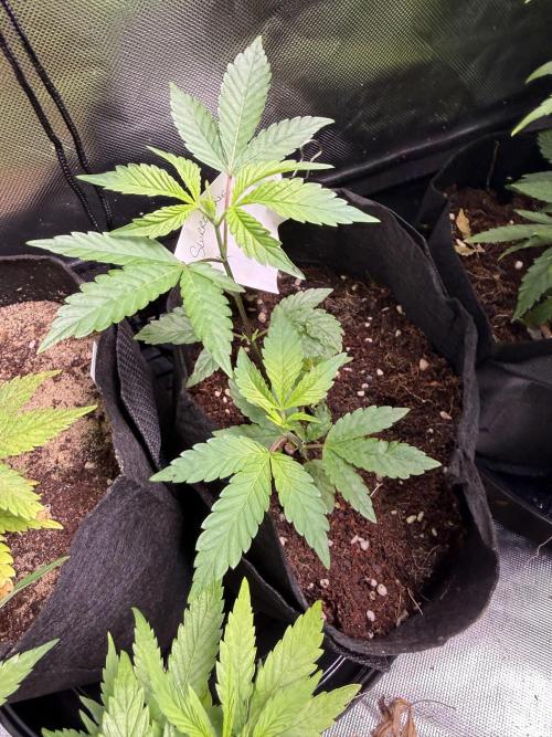 Slurricane no 7 Grow #2. Week 2