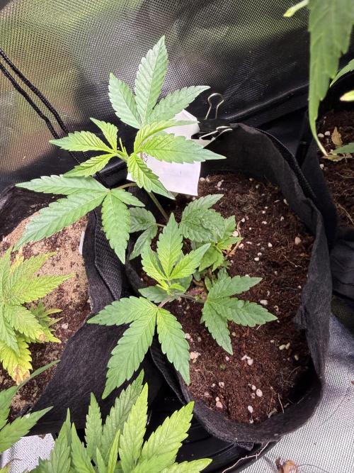 Slurricane no 7 Grow #2. Week 2