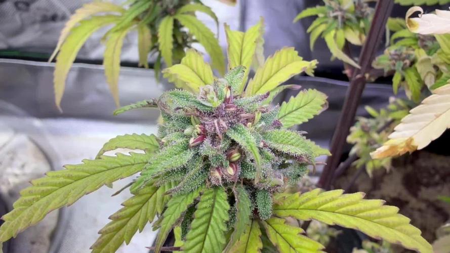 Misc. Breeding Projects