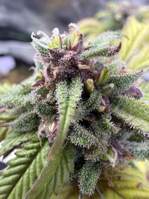 Misc. Breeding Projects. Week 6