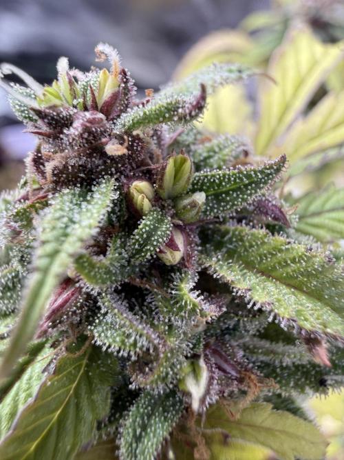 Misc. Breeding Projects. Week 6