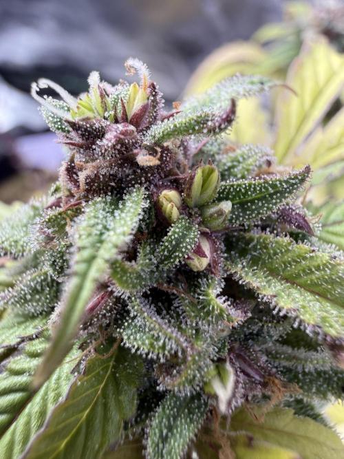 Misc. Breeding Projects. Week 6