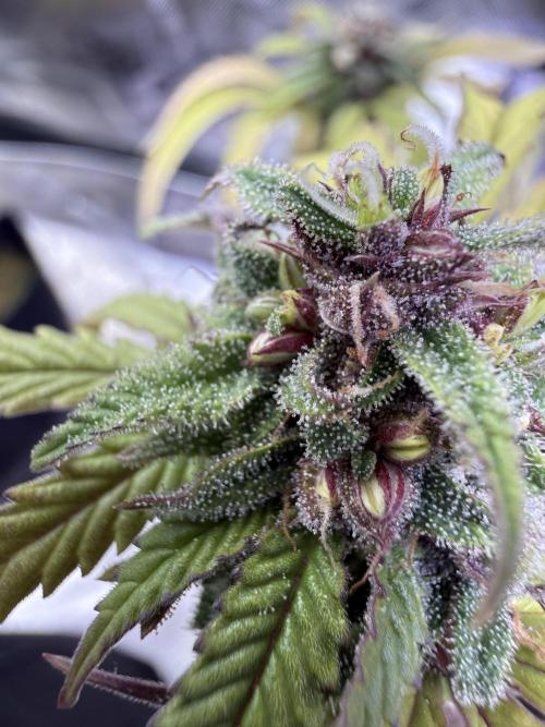 Misc. Breeding Projects. Week 6