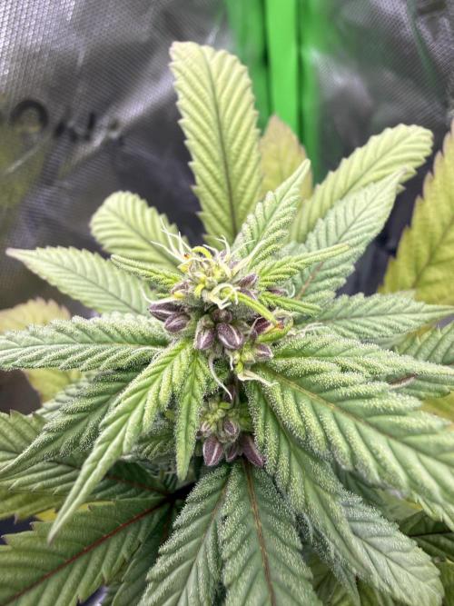 Misc. Breeding Projects. Week 6