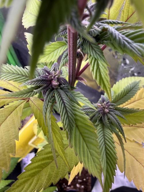 Misc. Breeding Projects. Week 6