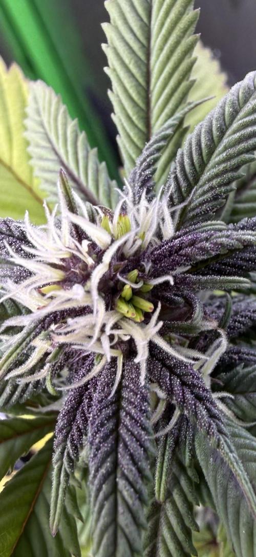 Misc. Breeding Projects. Week 6