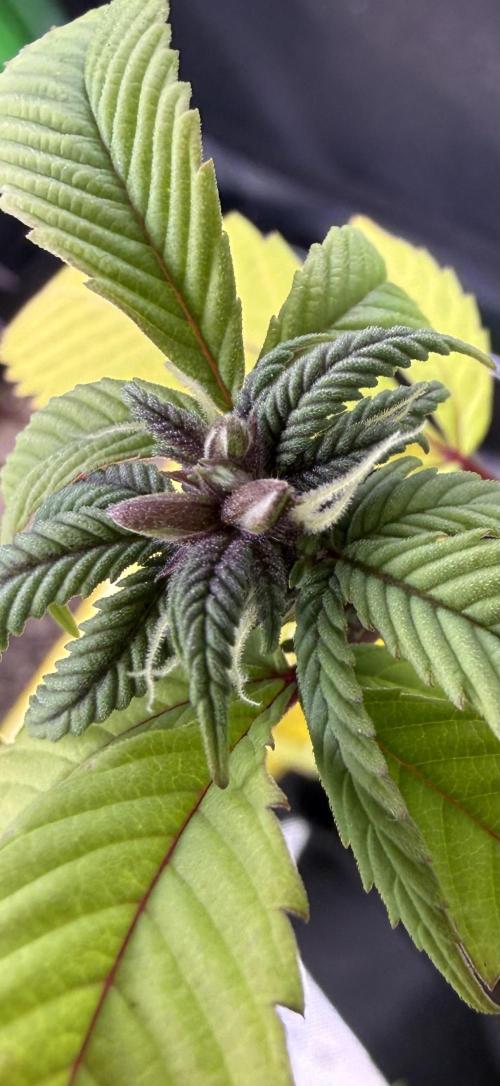 Misc. Breeding Projects. Week 6