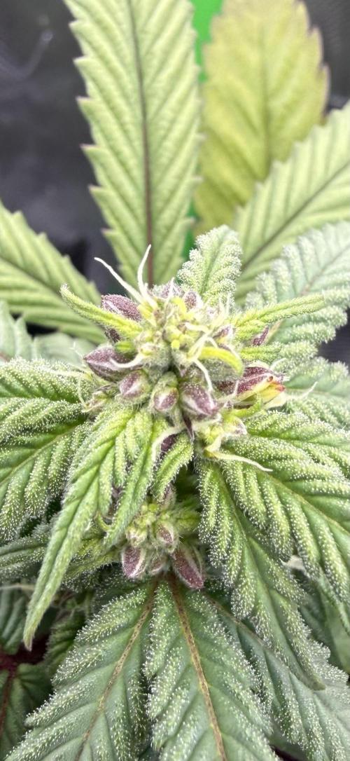 Misc. Breeding Projects. Week 6
