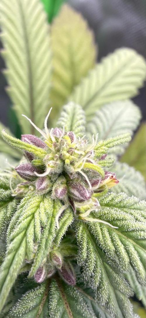 Misc. Breeding Projects. Week 6