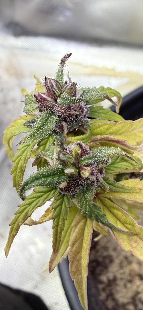 Misc. Breeding Projects. Week 6