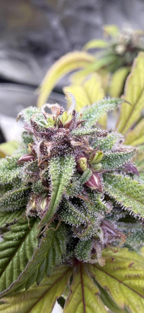 Misc. Breeding Projects. Week 6