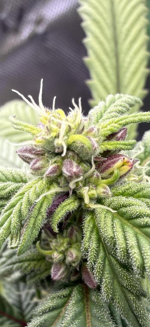 Misc. Breeding Projects. Week 6