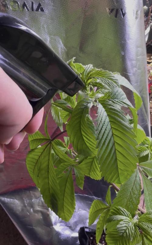 Misc. Breeding Projects. Week 6