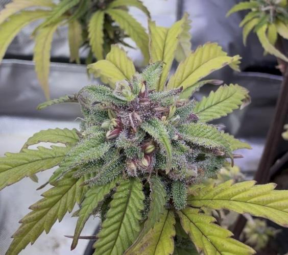 Misc. Breeding Projects. Week 6