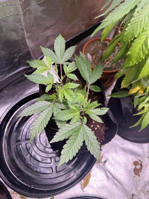 Slurricane no 7 Grow #2. Week 3