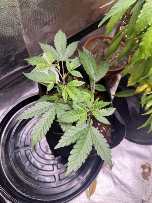 Slurricane no 7 Grow #2. Week 3