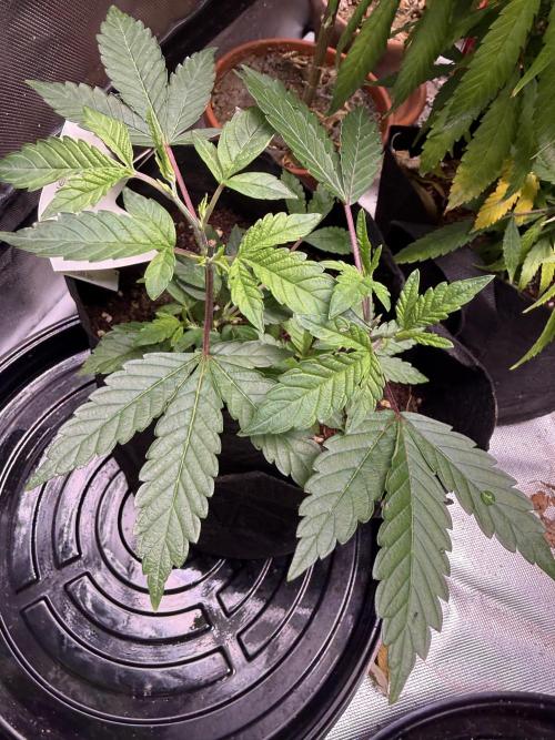 Slurricane no 7 Grow #2. Week 3