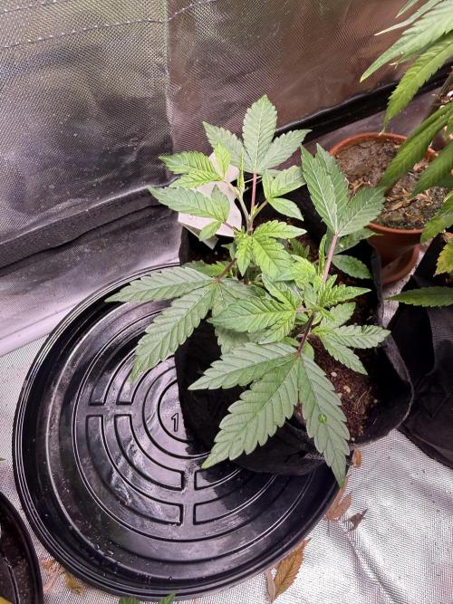 Slurricane no 7 Grow #2. Week 3