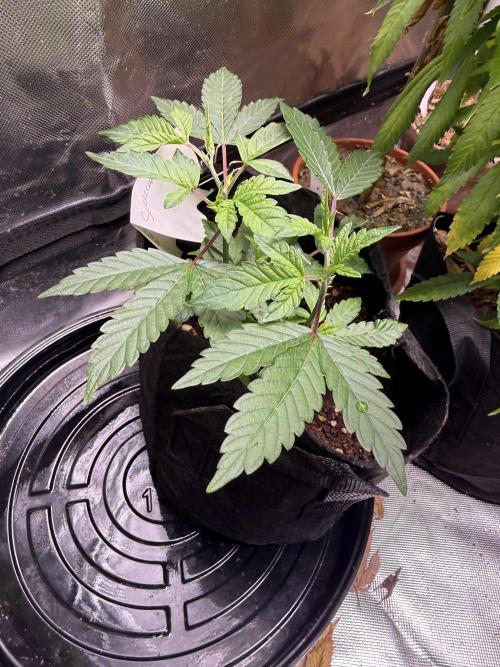 Slurricane no 7 Grow #2. Week 3
