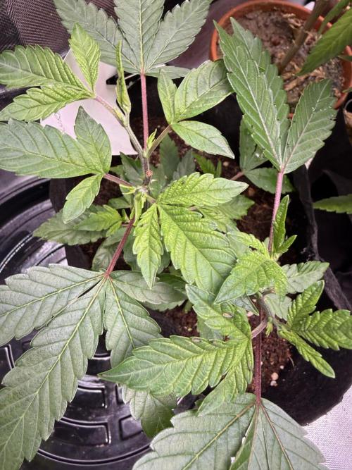 Slurricane no 7 Grow #2. Week 3