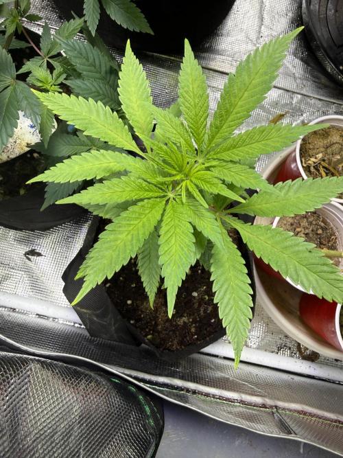 Eternity Grow Cup 2026 - Sticky Broccoli. Week 8