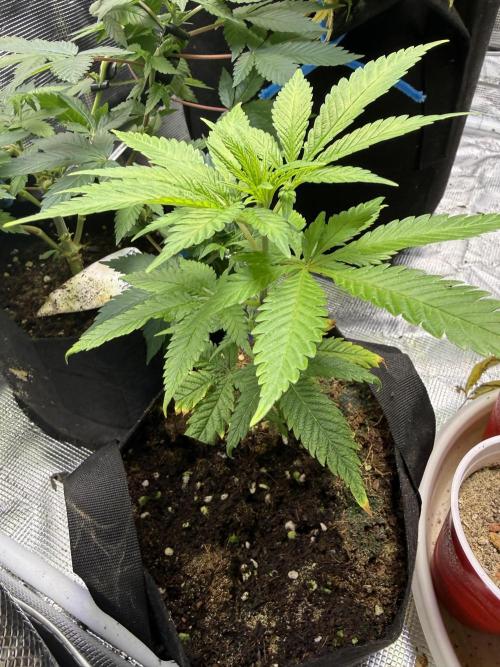 Eternity Grow Cup 2026 - Sticky Broccoli. Week 8