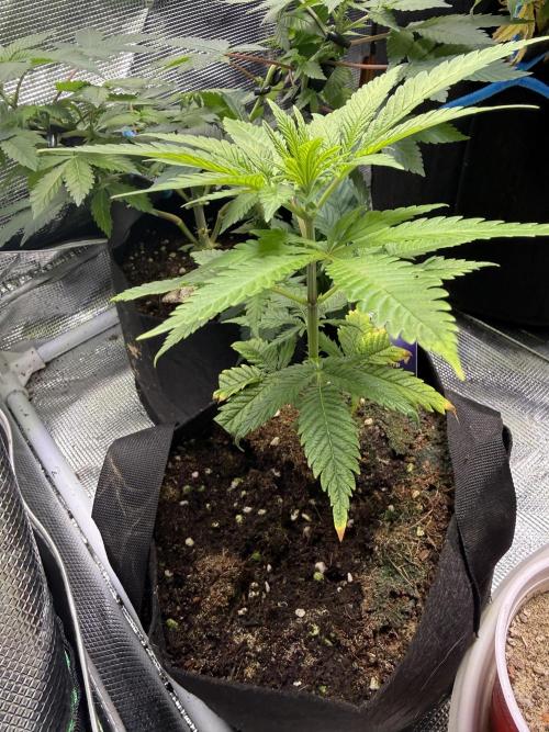 Eternity Grow Cup 2026 - Sticky Broccoli. Week 8