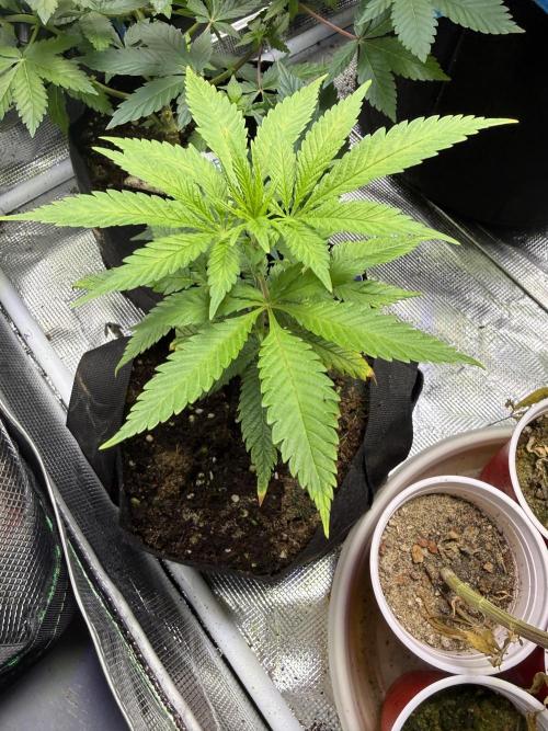 Eternity Grow Cup 2026 - Sticky Broccoli. Week 8